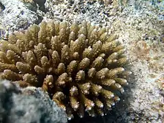 Acropora verwei
