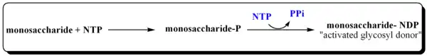 Activation of Monosaccharides