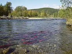 Looking north up the Lower Adams River