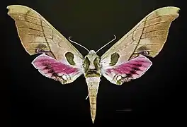 Dorsale female - MHNT