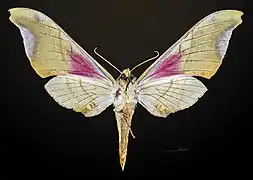 Underside female - MHNT