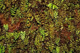 Adiantum philippense