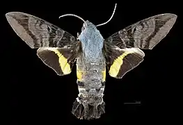 Aellopos ceculus ♂