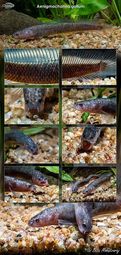 Aenigmachanna gollum (Dragon Snakehead)