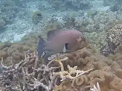 Redmouth grouper (Aethaloperca rogaa)