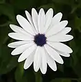 White Cape Daisy (Osteospermum barberiae)