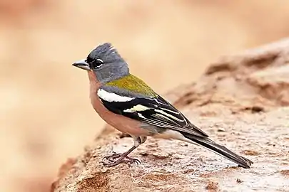 Male F. c. africana, Morocco