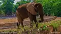 notable elephant at Kano zoo
