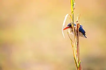 African pygmy kingfisher perched