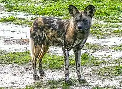 African wild dog
