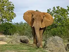African elephant