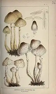 M.C.Cooke's illustration, 1881 - 1891