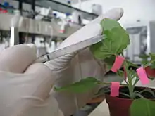 green plant being injected by a needle