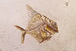 Aipichthys minor fish