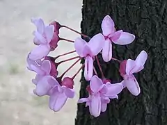 Cercis siliquastrum