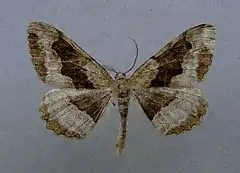 Male Alcis repandata f. conversaria