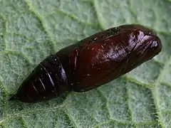Chrysalis