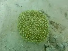 Unidentified soft coral (Alcyoniidae)