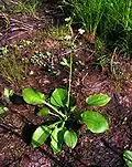 "Alisma plantago-aquatica"