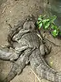 Alligator family