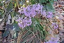 "Allium thunbergii" 'Ozawa' in the garden of botanist Robert R. Kowal, Madison, Wisconsin