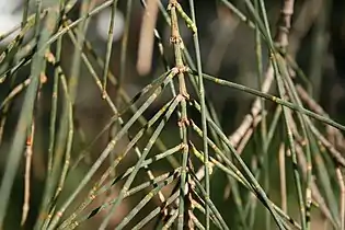 The photosythetic stems (phylloclades) of Allocasuarina verticilllata