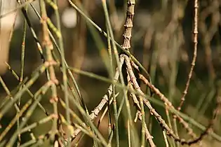 The penultimate woody branchlets of Allocasuarina verticillata