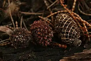 The cones of various shapes and sizes that form the leaf litter