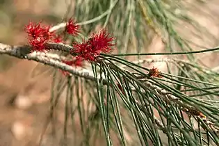 The female inflorescence, consisting of multiple red styles