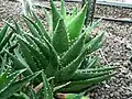 Aloe nobilis showing leaf elongation from shade