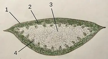 Diagram of leaf: 1&nbsp;Cuticle, &nbsp; 2&nbsp;Chloroplast parenchym, &nbsp; 3&nbsp;Inner tissue, &nbsp; 4&nbsp;Vascular bundles