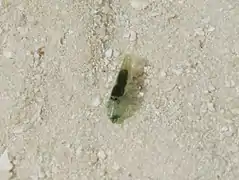 A shrimp of the family Alpheidae (maybe Synalpheus tumidomanus)