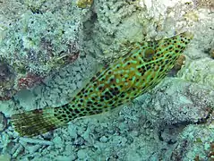 scrawled filefish (Aluterus scriptus)