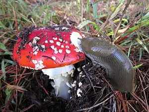 A mushroom (Amanita amerimuscaria) being eaten by a banana slug.