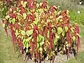 Love-lies-bleeding (A.&nbsp;caudatus)