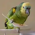 Pet turquoise-fronted amazon eats from a spoon