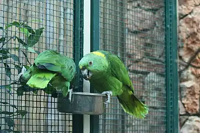 Two captive A. auropalliata (Yellow-naped amazons) feeding