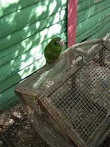 Juvenile Amazona ventralis, in captivity.