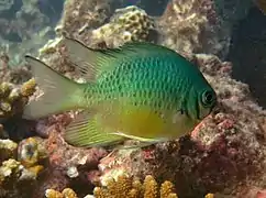 Yellowbelly damselfish  (Amblyglyphidodon leucogaster)