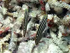 Hector's goby (Koumansetta hectori)
