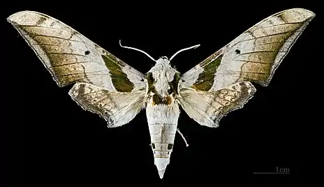 Ambulyx japonica angustifasciata dorsal view