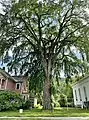 American elm tree located in Charlemont, Massachusetts (July 2021)