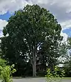 American Elm Tree in Easthampton, MA (August 2022). Across the street, from the park, in the rotary in which stood the "Pulpit Elm" until 1952.