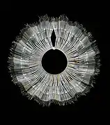 American Ruff by Jan Yager