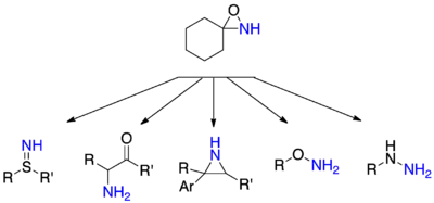 Selected amination reactions with oxaziridine