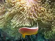 A.&nbsp;akallopisos (Skunk anemonefish)