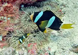 Clark's Clownfish (Amphiprion clarkii)