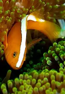 A.&nbsp;sandaracinos (Orange anemonefish) showing the broader white stripe extending to the upper lip.