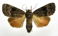 Mounted specimen