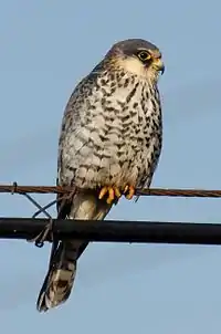 Amur Falcon female resting on a power line in China, Liaoning, Huanzidong Reservoir （獾子洞水库） at the start of Autumn migration